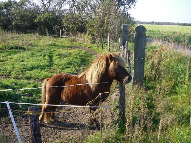 ein Pony, am Radweg . . . zur "Moormühle"