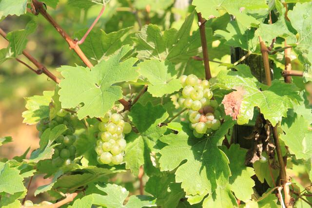 Weinreben kurz vor der Weinlese in den Bullayer Hochlagen (Mosel)