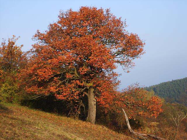 Herbst am Sommerhang