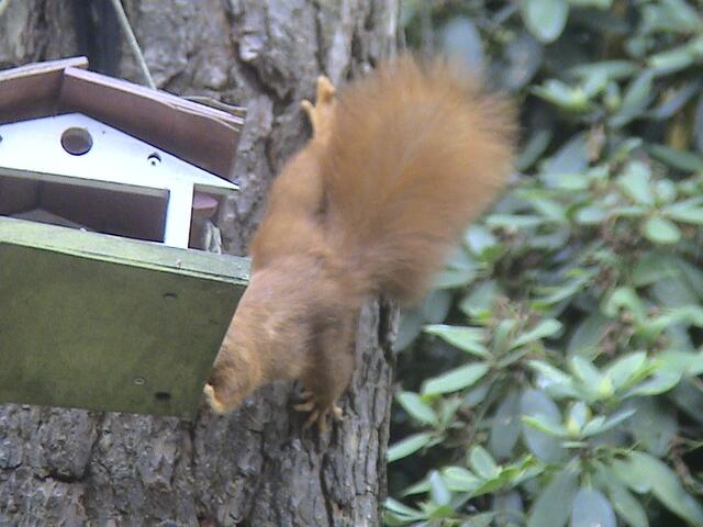Eichhörnchen am Baum sucht sich das Futter für den Winter