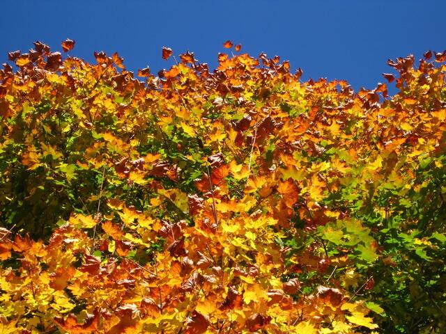 gold-blau