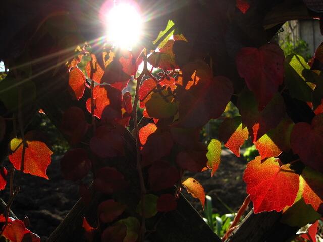 Herbstwein (Foto: Edeltraud Brugger)