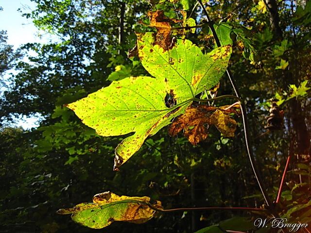 Gegenlicht