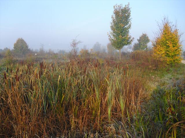 herbstliche Simmung am Teich