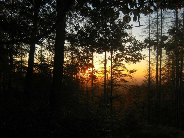 Abendstimmung im Nationalpark Kellerwald