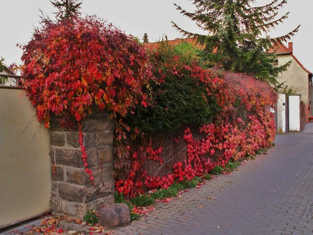 Wilder Wein !