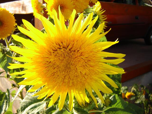 Sonnenblume im Garten in Viermünden