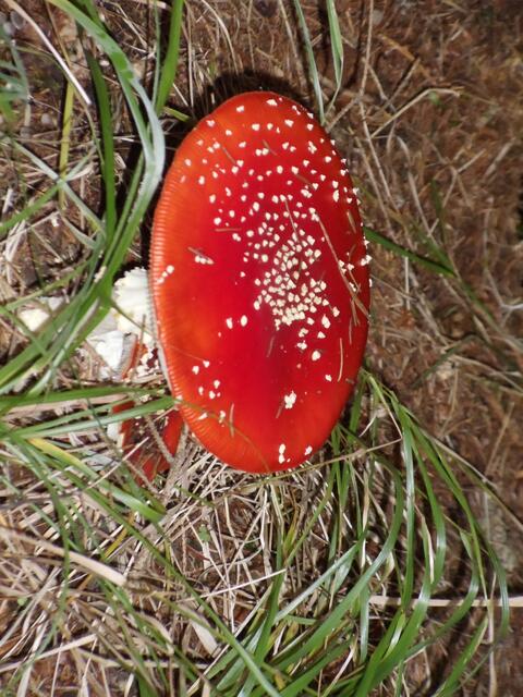 Fliegenpilz bei Ausflug im Harz entdeckt