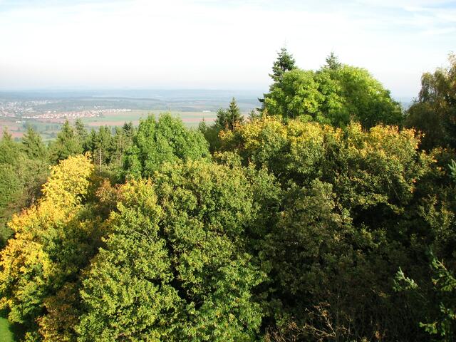 Aussicht auf den herbstlichen Wald - links ist Korbach