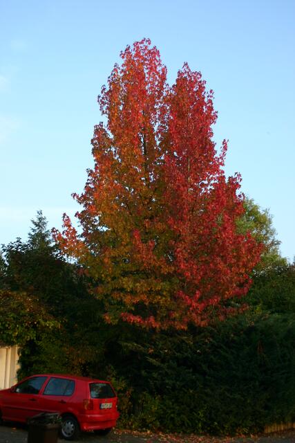 Der Herbst ist ein Maler
