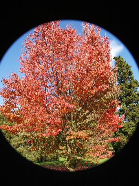 Herbstball