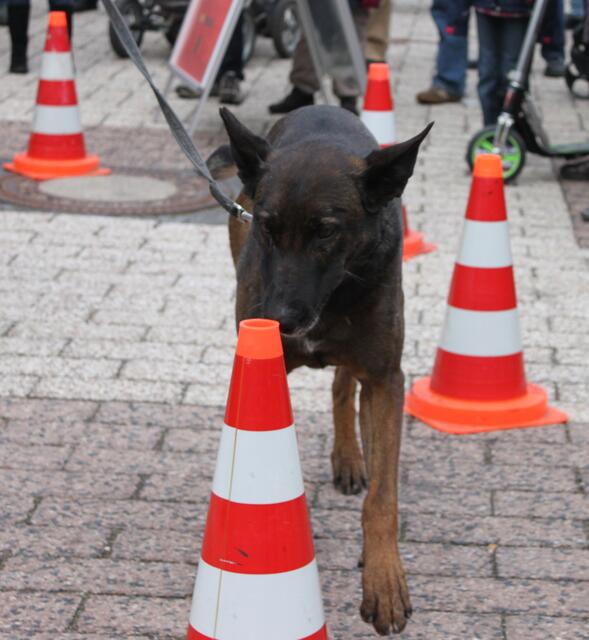 Das Spielzeug ist versteckt und wird jetzt systematisch gesucht