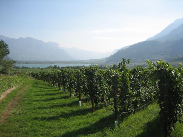Weinfelder am Kalterer See