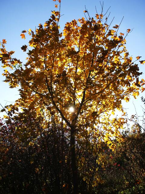 Herbstsonne am 24.10.2010 !