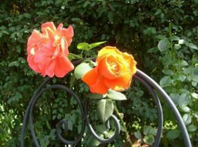 Rosen am Stuhl