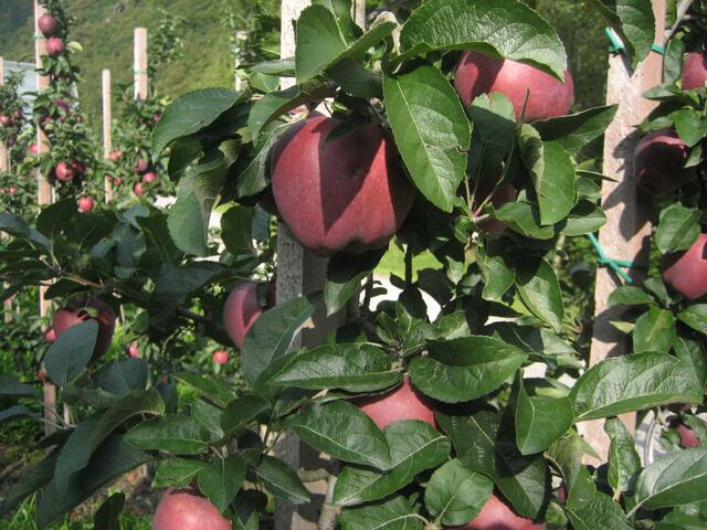 Apfelplantagen