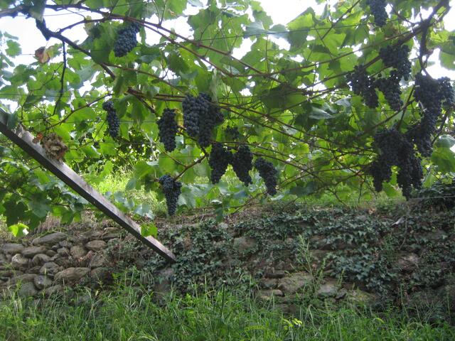 Weinberge bei Meran