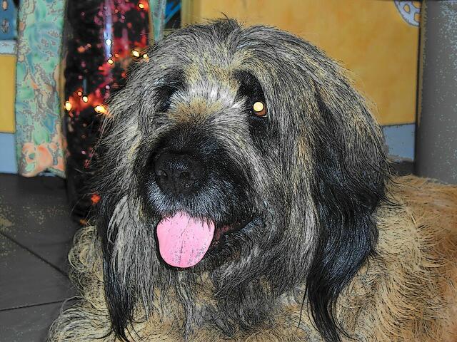 Unsere Lady wird langsam grau!