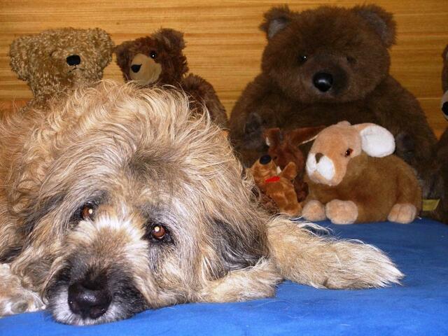 "Ich bin auch ein Kuscheltier!"