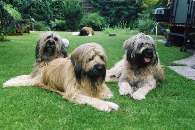 Balu (im HIntergrund) schmollt. Mama Donna, Hardy und Zelda fühlen sich wohl!
