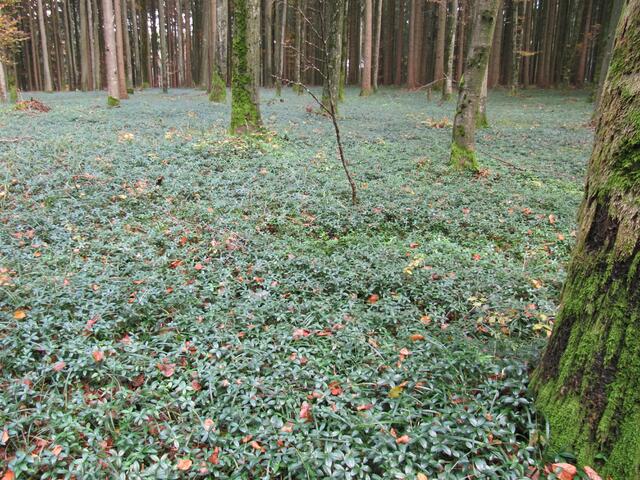 Auch im Herbst noch "Immergrün"!
