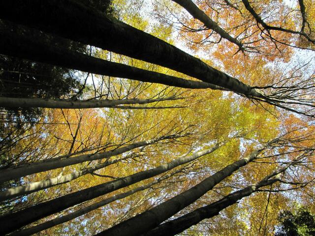 Im Hochwald....die wirkliche Höhe der alten Buchen, kann man mit dem Foto gar nicht festhalten!