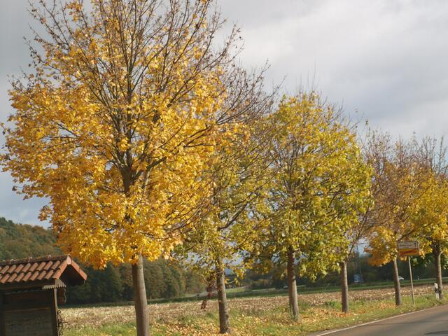 Herbst-Allee