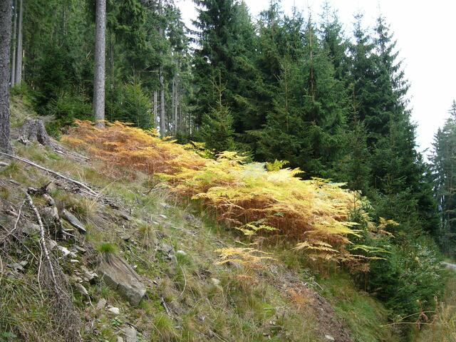 Herbstliche Stimmung im Böhmerwald.