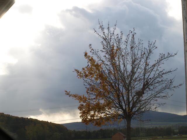 Zweijahreszeiten-Baum