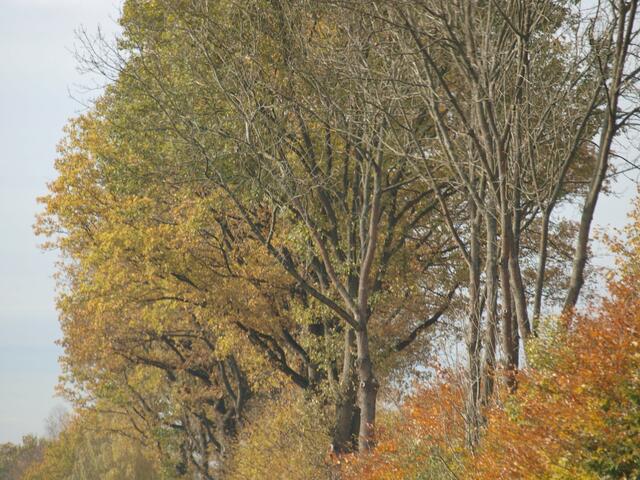 bunter , bunter Herbst