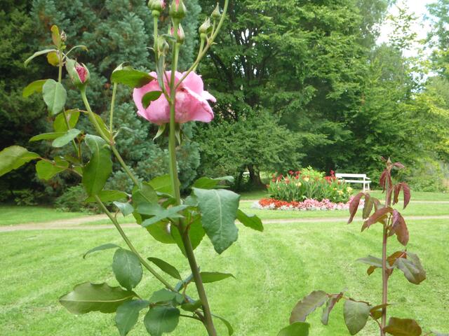 Rose FÜR das GEBURTSTAGs-Kind - gegen die (...)"Bohrer".