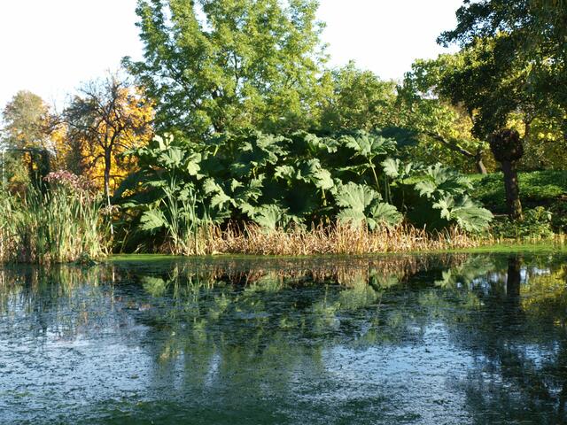 Herbstspiegelung