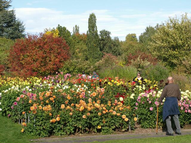 Dahlien über Dahlien im Marburger botanischen Garten