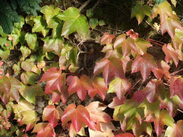 Herbstblätter