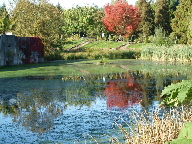 auch Herbst - im botanischen Garten in Marburg