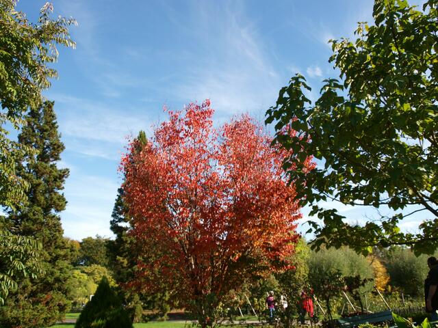 durch die Herbstsonne angestrahlt