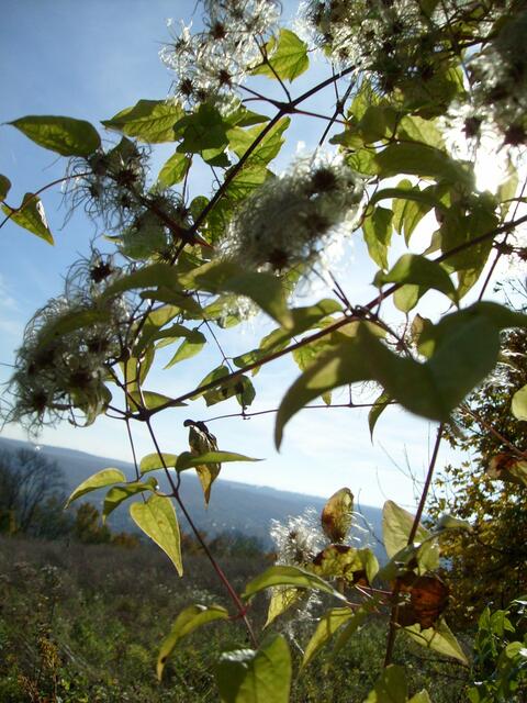 Waldrebe, schön wie eine Blüte
