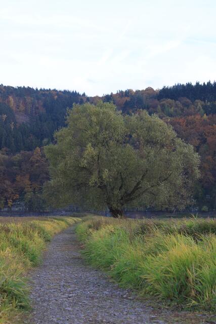 Baum im Flussbett des Edersees