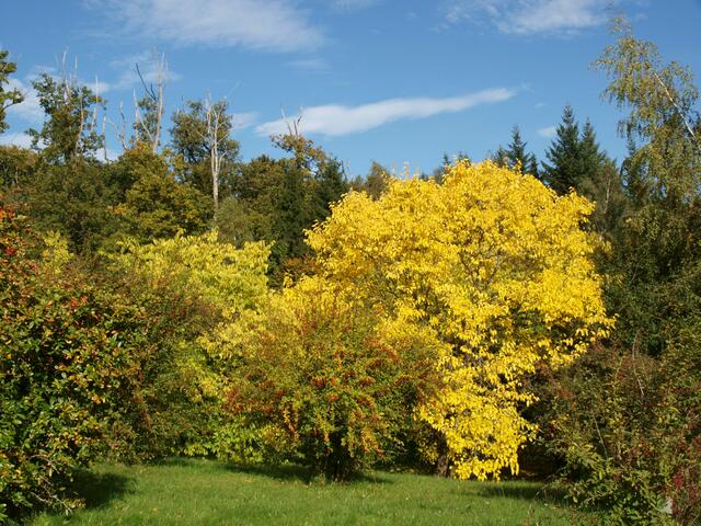 goldener Oktober im botanischen Garten