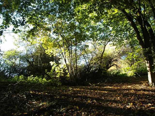 Herbstwald