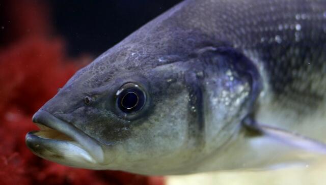 Kannst bleiben, ich weiß Du magst keinen Fisch