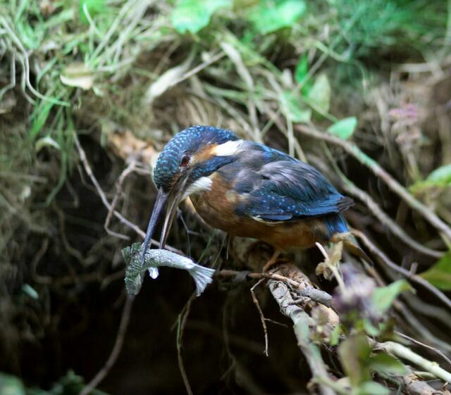 In Natur sah ich ihn noch keinmal: Eisvogel
