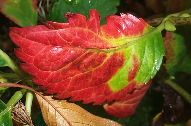Hortensienblatt im Herbst