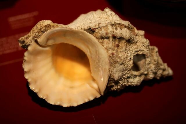 Muschelhorn zählt zu den ältesten Musikinstrumenten