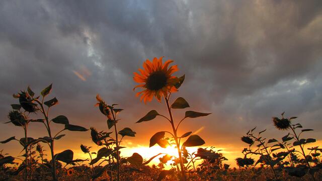 Sonnenblumen im Gegenlicht