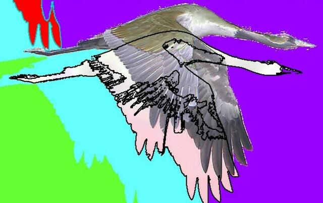 „KRANICH“: A&S-p-Malerei - nach wikip., gemeinfrei; Originalbild hier: Flickr - Rainbirder - Eurasian Crane (Grus grus).jpg.