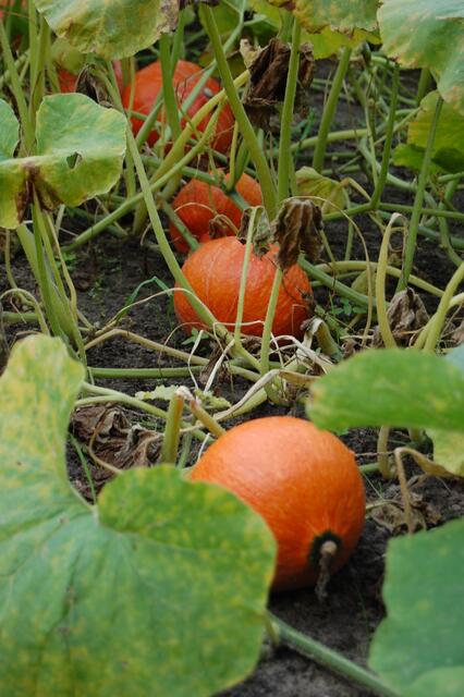 Hokaido-Kürbis ist der beliebsteste Speisekürbis in  Deutschland. Er hat kräftig orange-rotes festes Fleisch und braucht zum Braten, Dünsten oder Kochen nicht geschält werden.