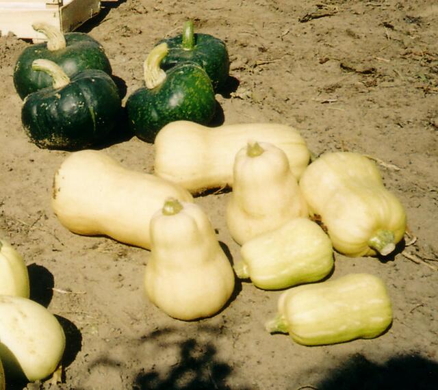 Im Vordergrund die birnenförmigen Kürbisse der Sorte Butternut, die nur wenig Kerne im dicken Bauch hat und die grünfarbigen Kürbisse der Sorte mit Muskat.