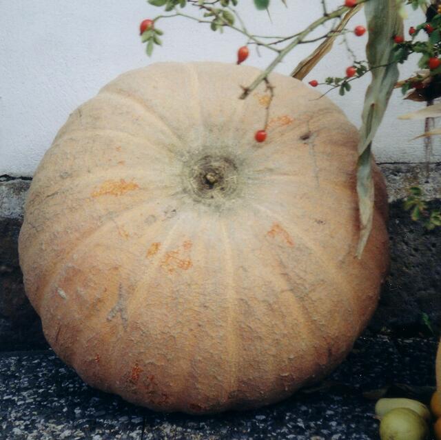 Ein gewichtiger Kürbis der Sorte "gelber Zentner", der mehr als 67 kg wiegt. Ein Nachbar hat ihn unserer Kirchengemeinde zum Erntedankfest gespendet.