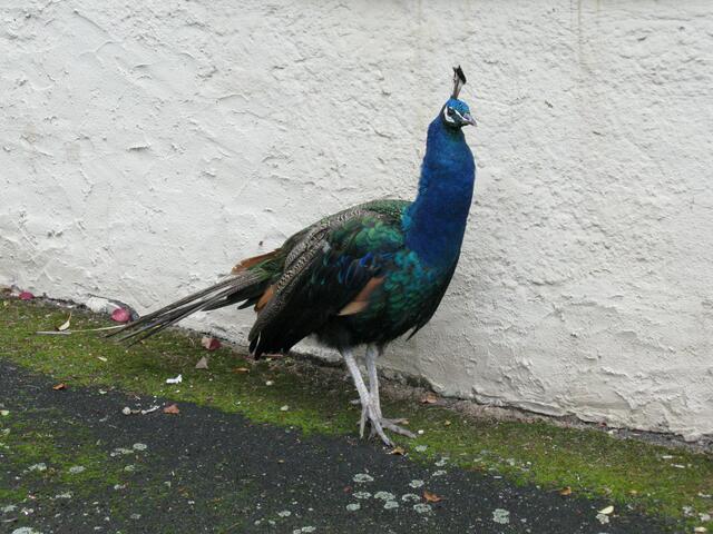 Blauer Pfau im Schlosshof Eisenbach bei Lauterbach, Arichivbild von 2009